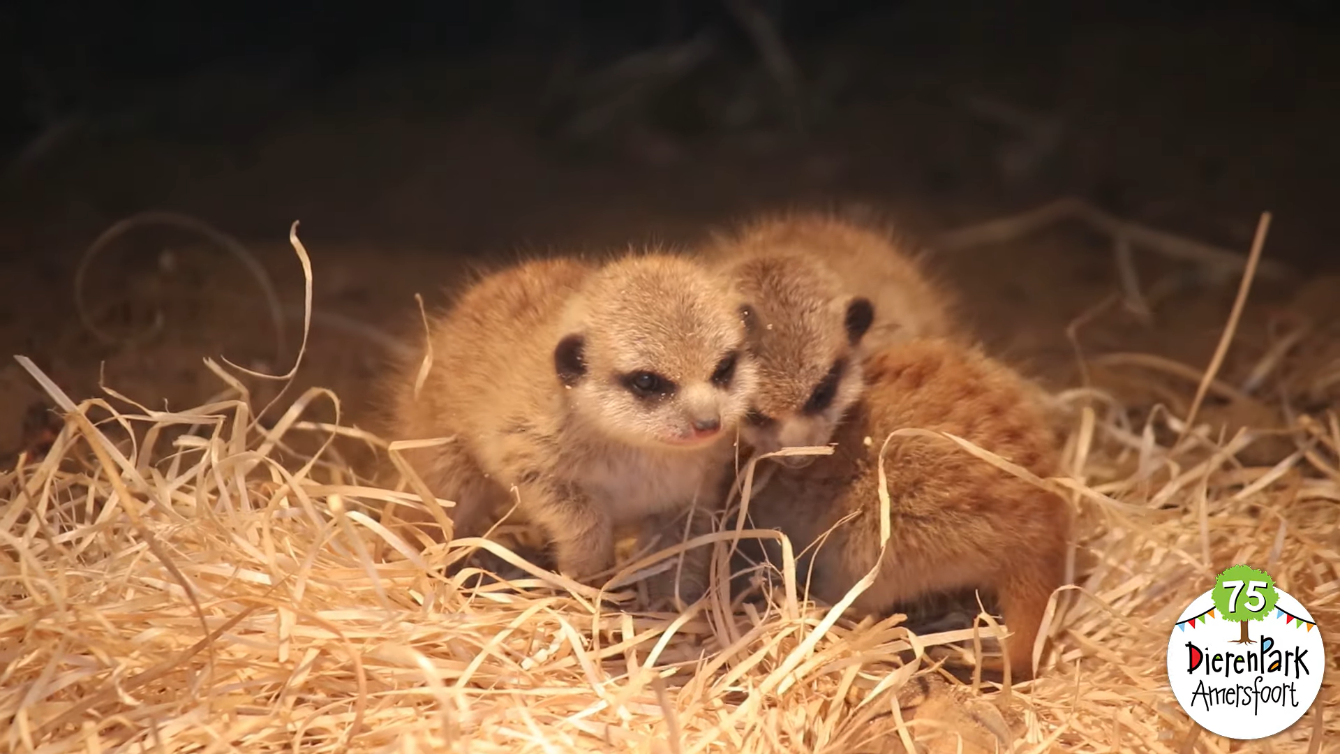 Zien: Drie schattige stokstaartjes geboren in DierenPark Amersfoort