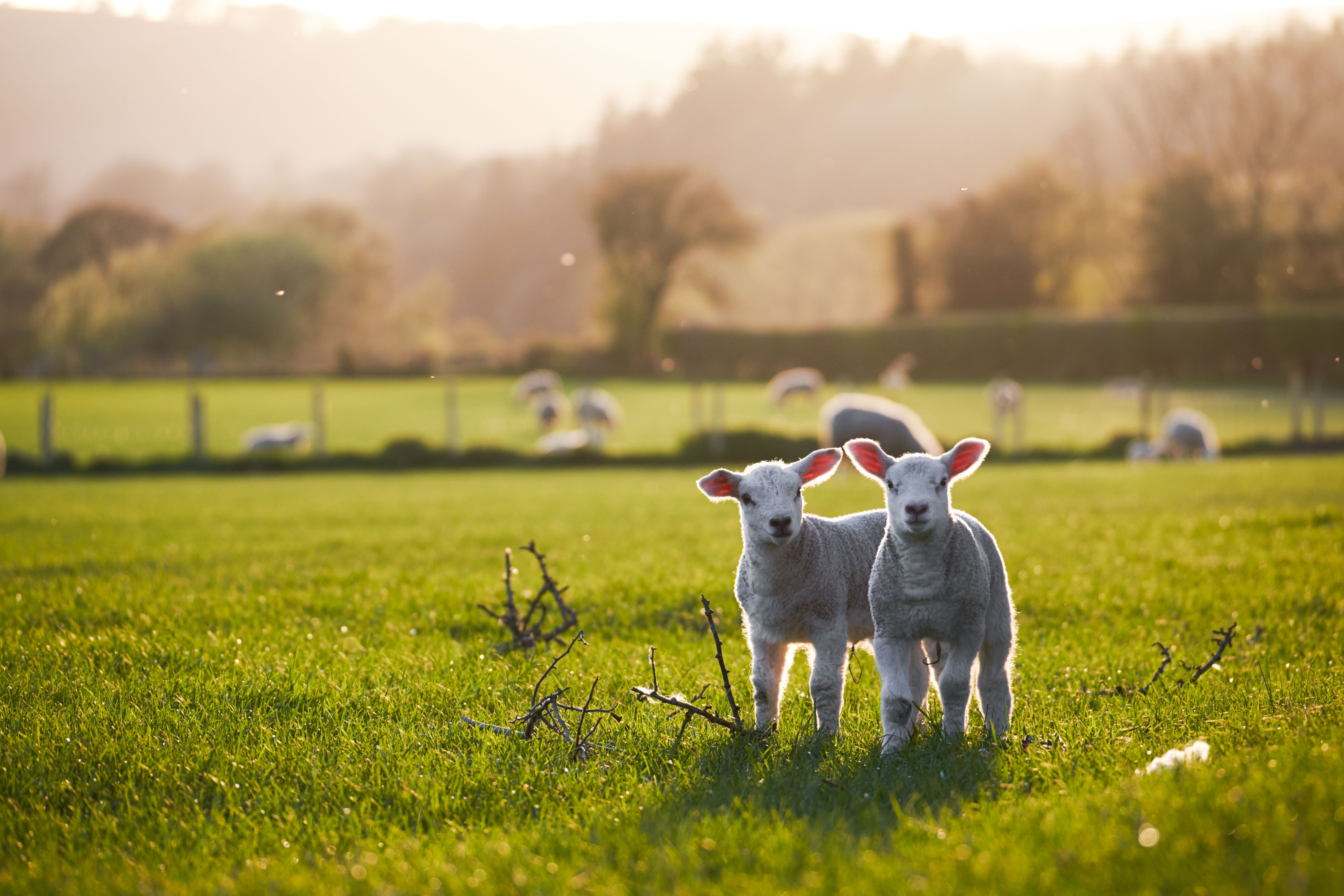 Tips voor een mooie lentewandeling