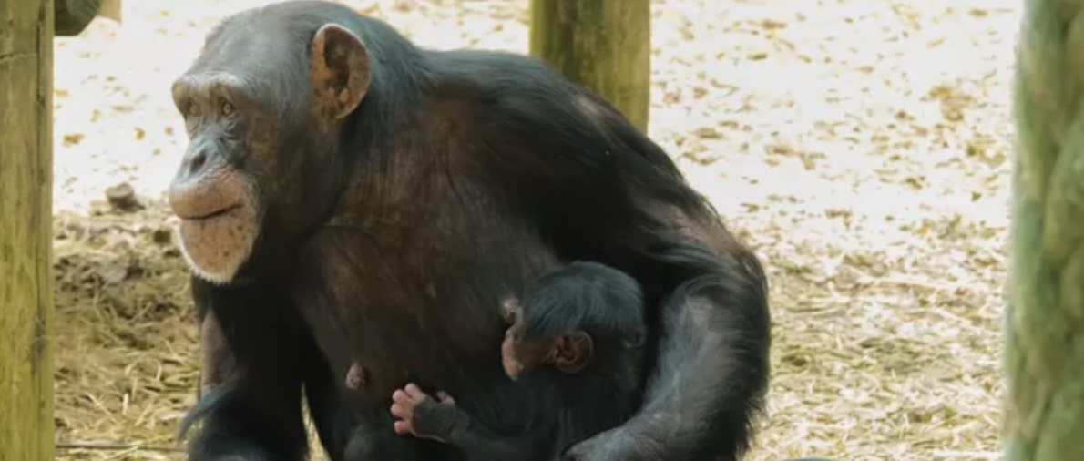 Beschuit met muisjes in DierenPark Amersfoort: chimpansee geboren