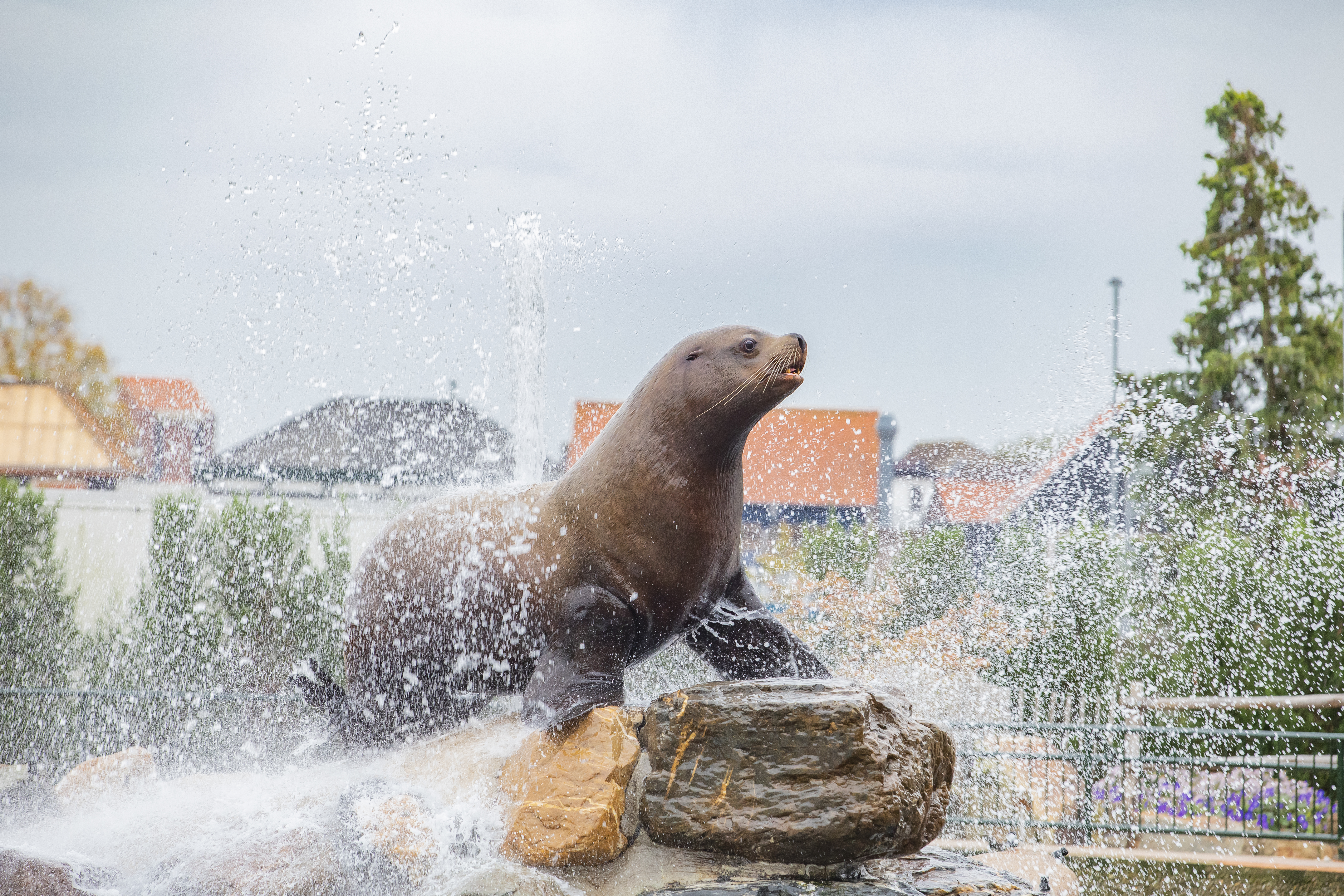 Dolfinarium komt deze zomer met een nieuwe spectaculaire musical