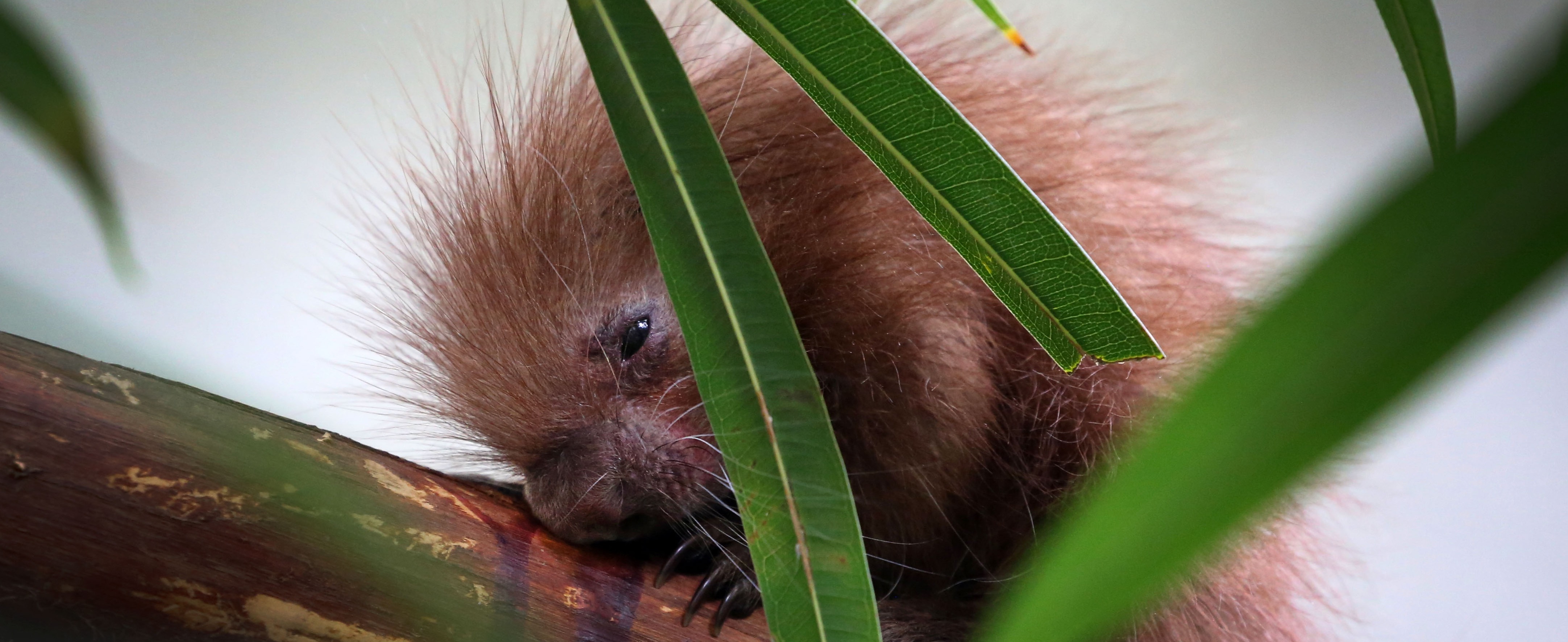 Hoera! Grijpstaartstekelvarken geboren in ARTIS-Park