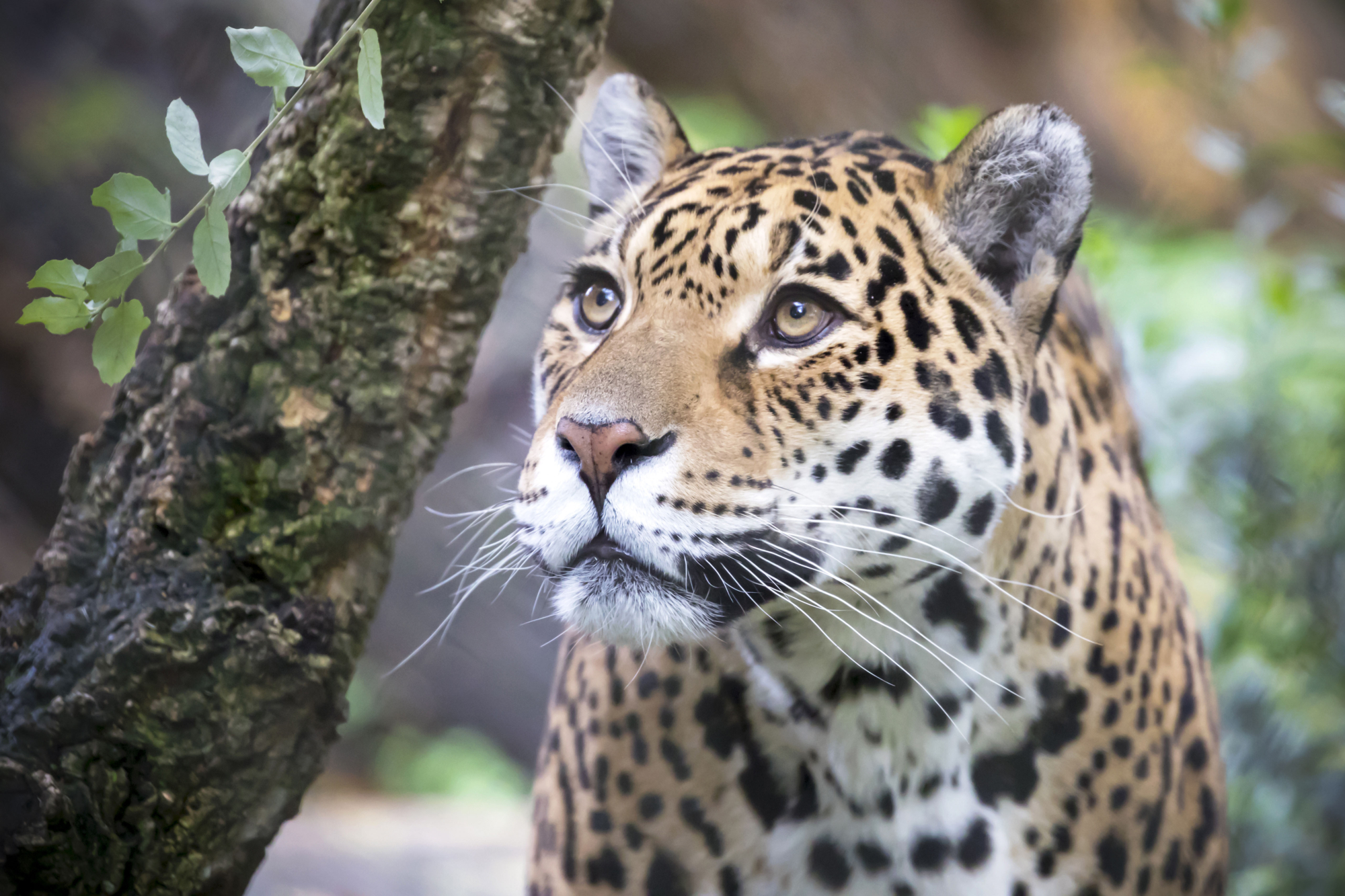 5 bijzondere dieren die je kunt spotten in Nederlandse dierentuinen