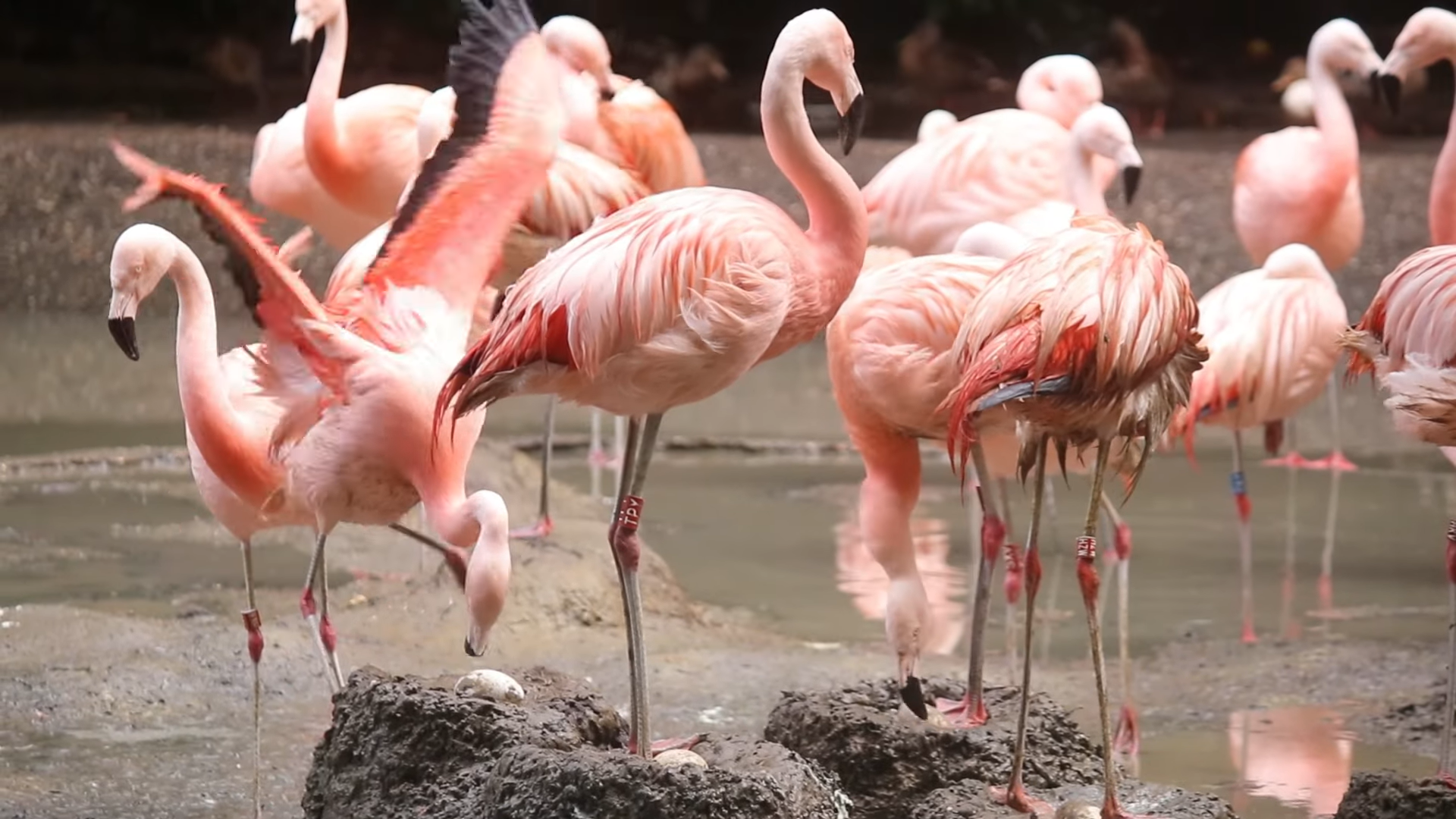 Bijzonder: Een babyboom onder flamingo’s in DierenPark Amersfoort!