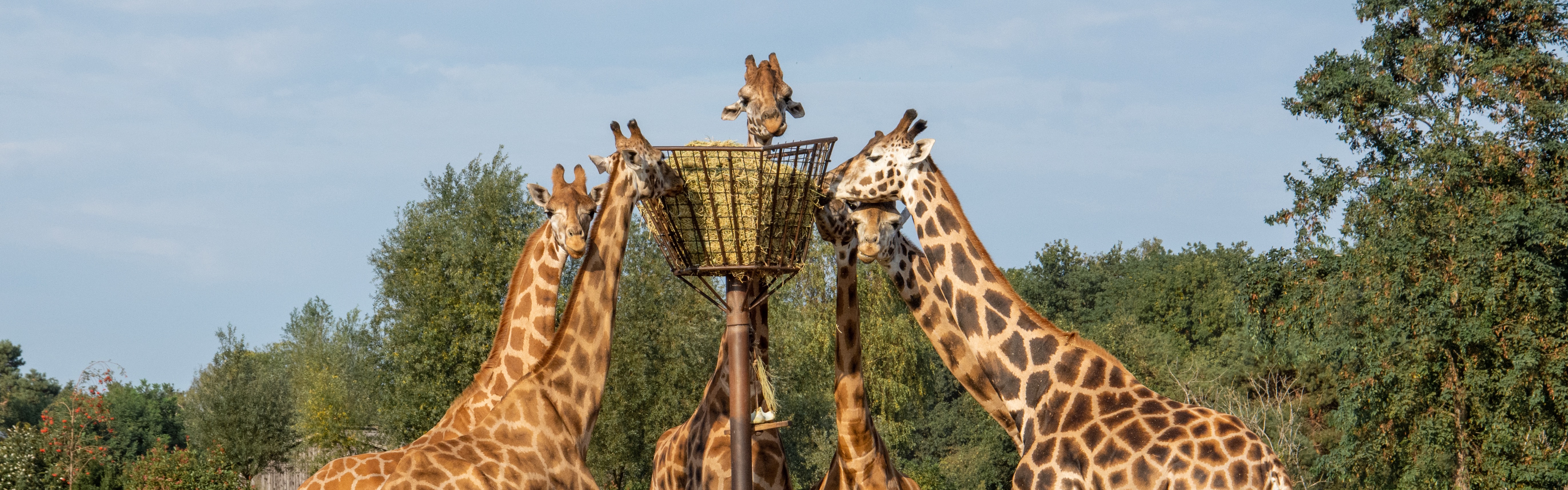 Zien: giraffen verhuisd naar nieuwe stal bij Safari Hotel in Beekse Bergen