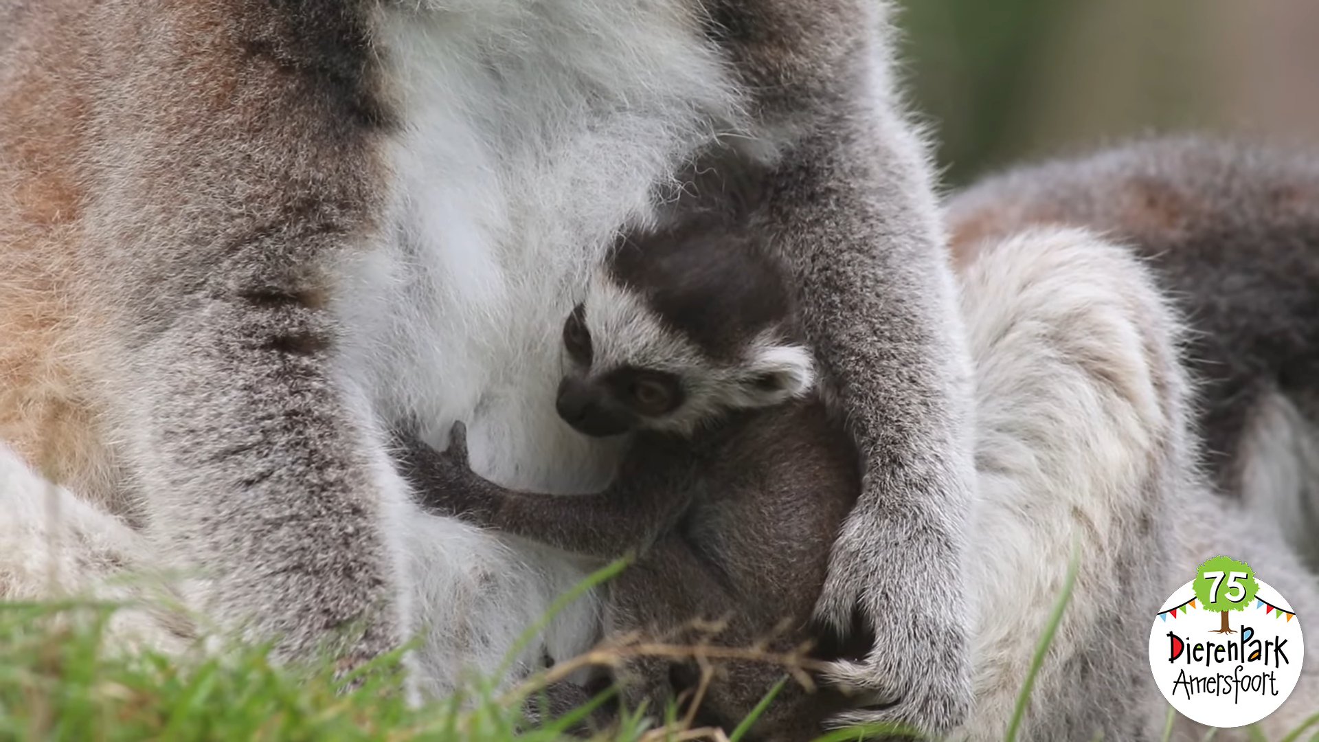 Verrassing! Schattige ringstaartmaki geboren in DierenPark Amersfoort