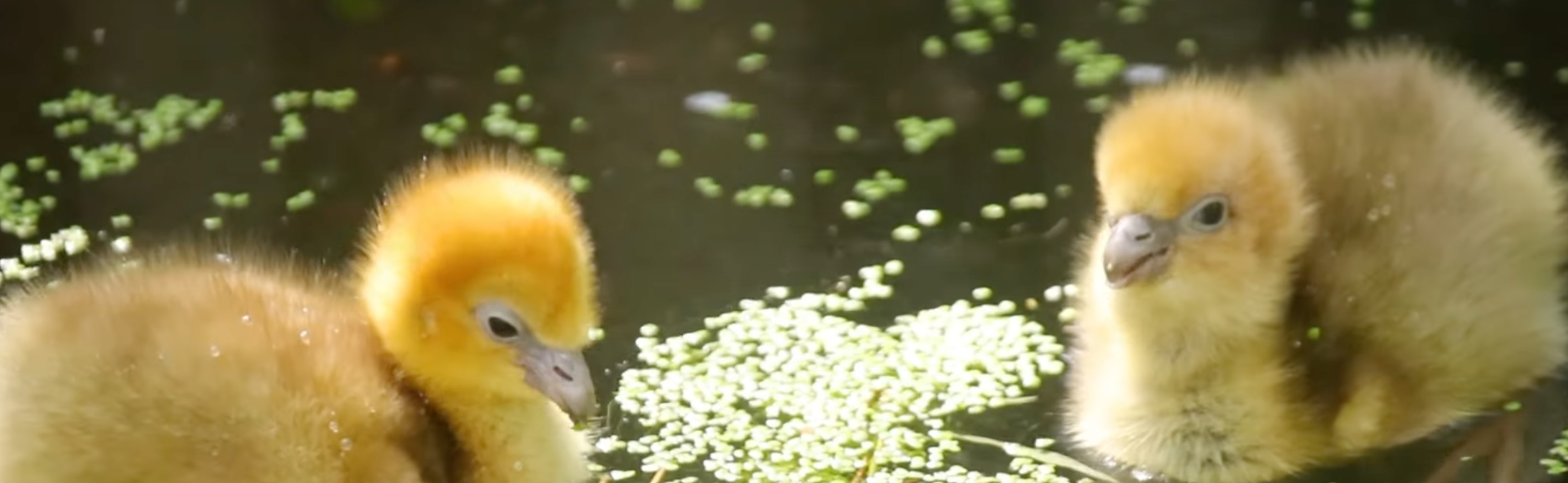 Schattig: vier hoenderkoetkuikens geboren in DierenPark Amersfoort