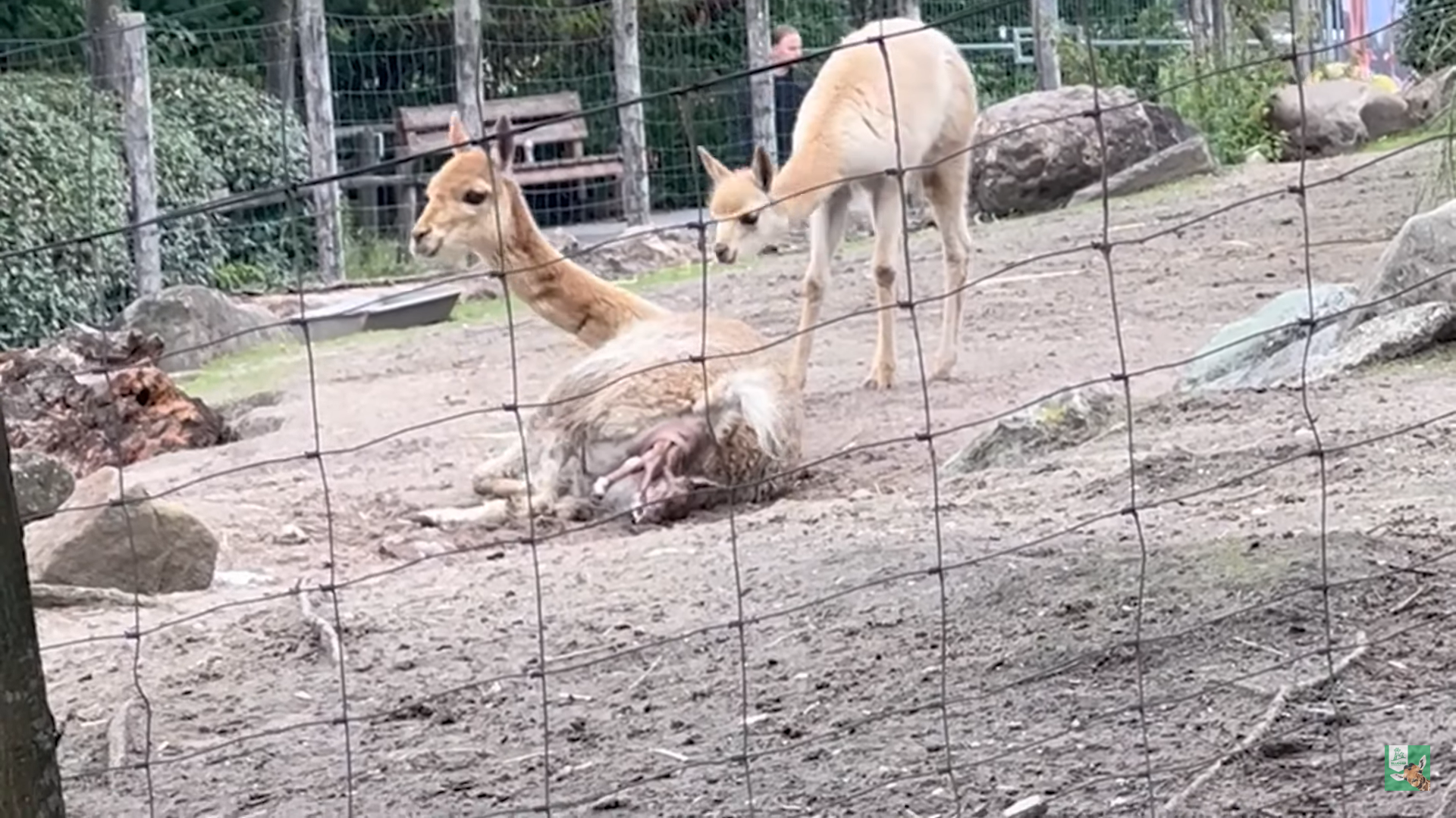 Verrassende geboorte van vicuña in Blijdorp!