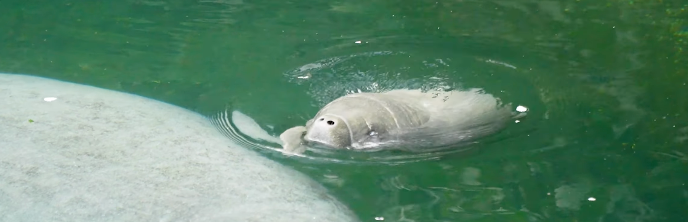 Uniek: Caribische zeekoe geboren in Burgers' Zoo