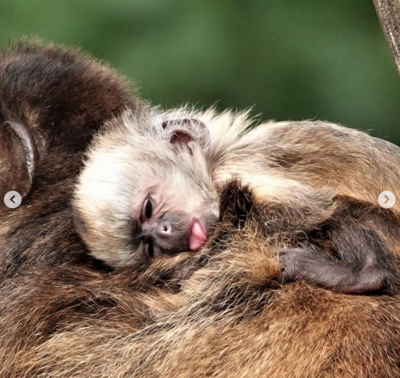 Hoe cute! Geelborstkapucijnaap geboren in DierenPark Amersfoort
