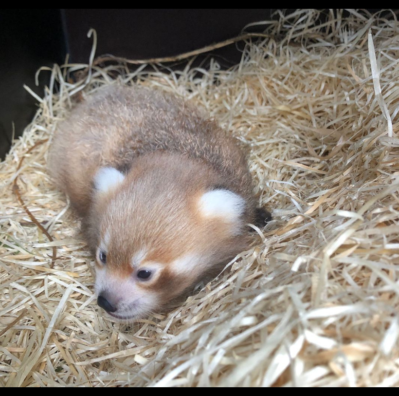 Hoe schattig! Kleine panda geboren in Blijdorp