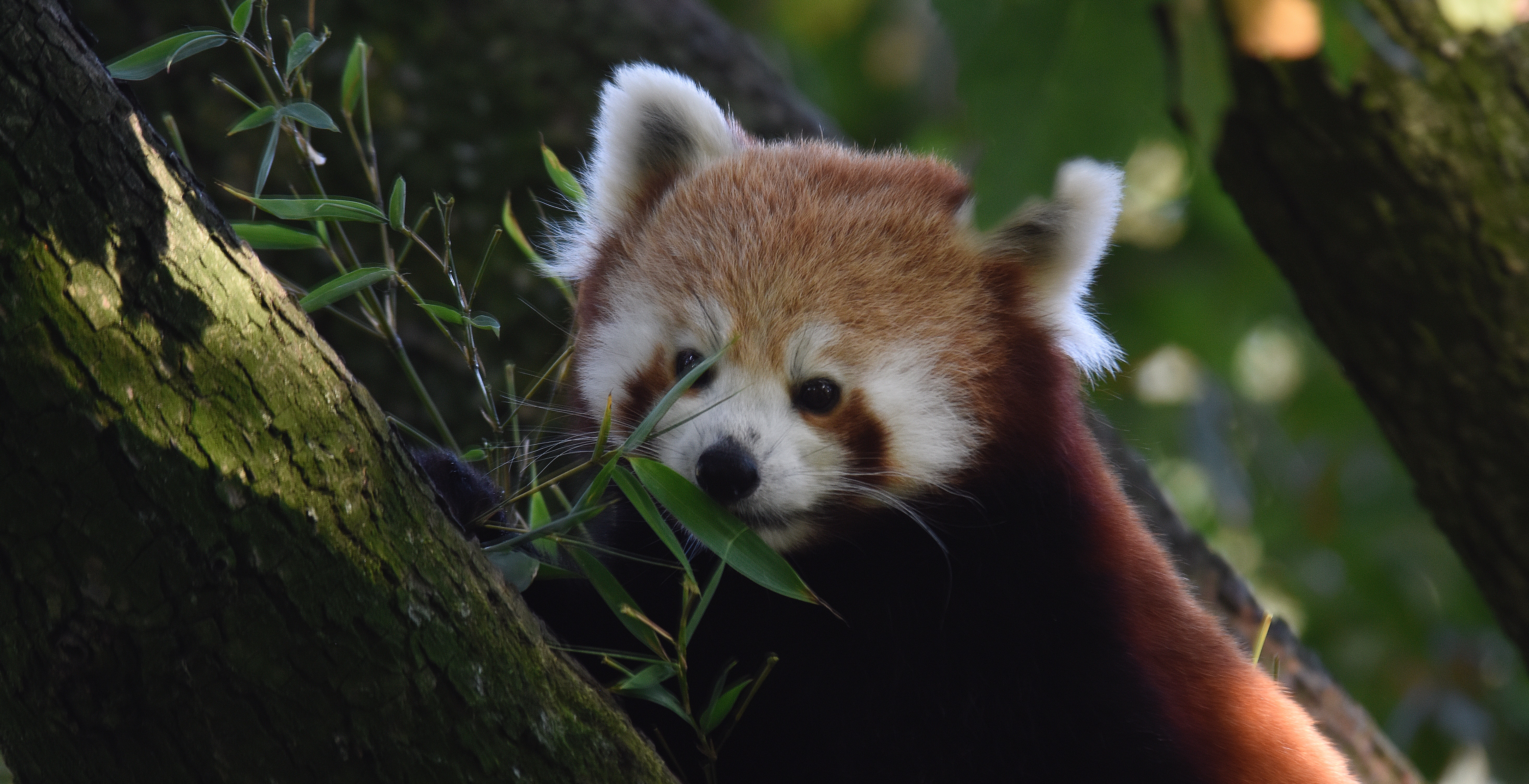 Ga eens in de winter naar de dierentuin